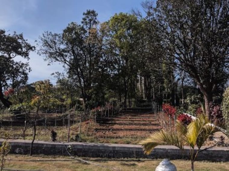 Saputara Forest Nursery-1